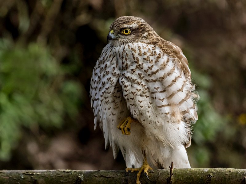 200 sperwer L-2.jpg - OLYMPUS DIGITAL CAMERA